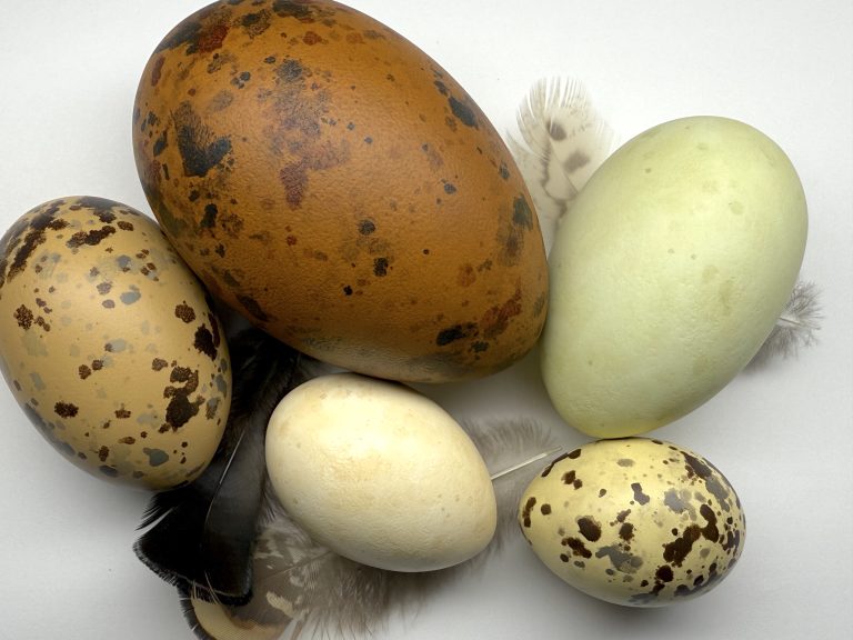 Egg Coloration in Birds