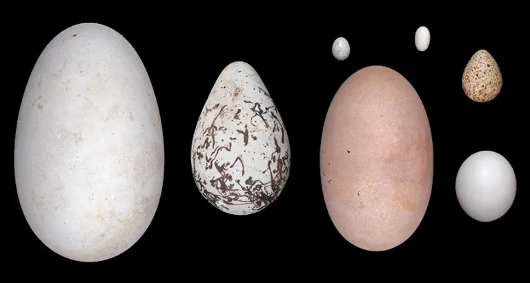 The Shape of Eggs: A History of Research, Hypotheses, and a Modern Breakthrough