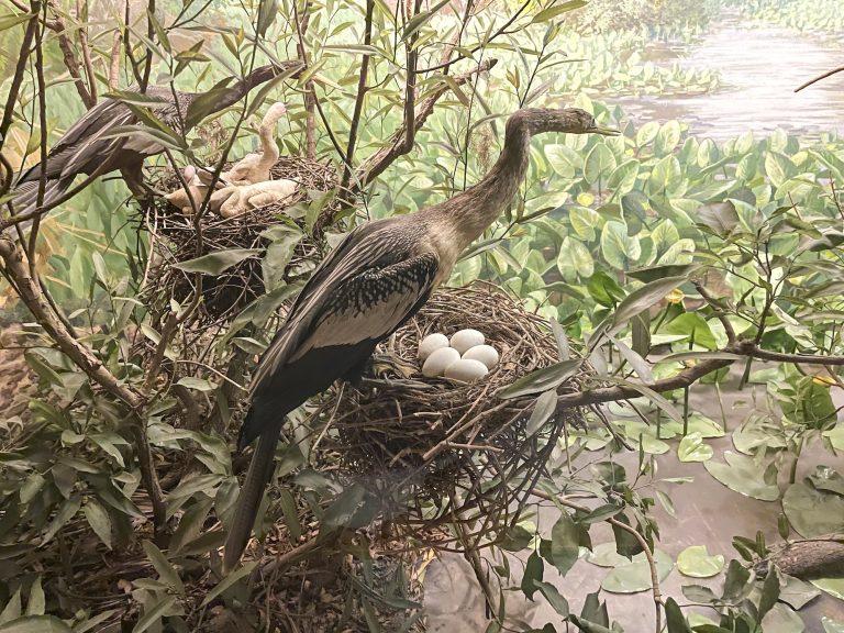 Classic Bird Diorama Creators of the 20th-Century